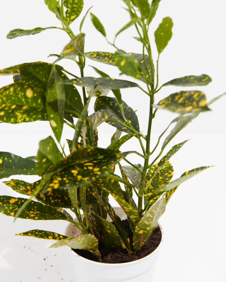 Close-up detail of Gold Dust Croton upper leaf canopy showing bright yellow stippled variegation pattern on deep green pointed leaves in greenhouse setting.