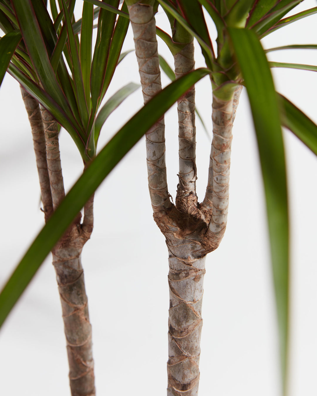 Marginata Cane Dragon Tree (Dracaena), Lively Root, Plant, , , , 