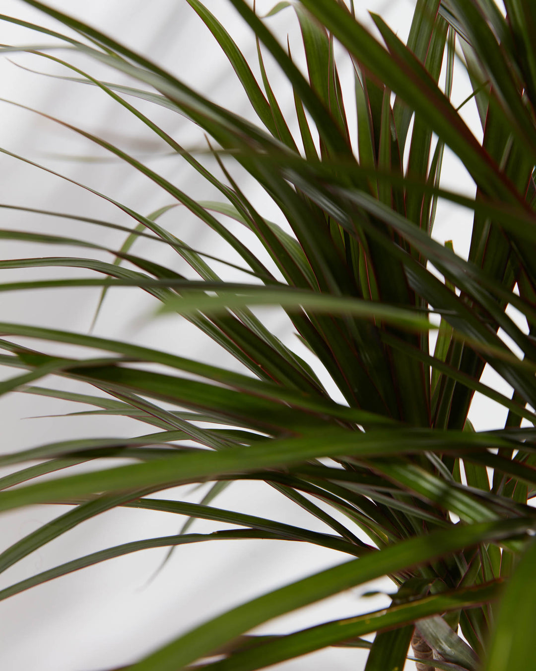 Marginata Cane Dragon Tree (Dracaena), Lively Root, Plant, , , , 