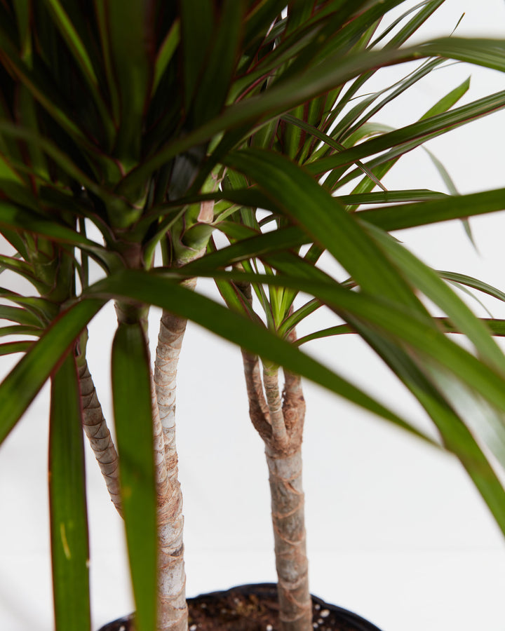 Marginata Cane Dragon Tree (Dracaena), Lively Root, Plant, , , , 
