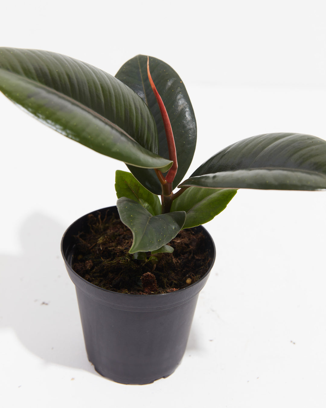 A compact Ficus Elastica (Burgundy Rubber Tree) featuring its signature dark, glossy leaves and a prominent red leaf sheath, presented in a black grower pot against a clean white background.