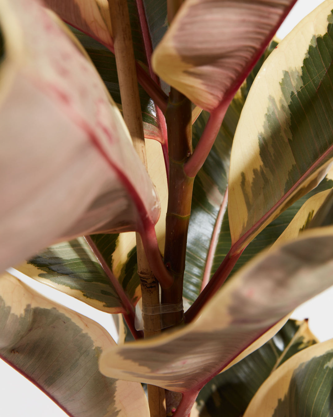 Tineke Rubber Tree Plant featuring a close-up detail view focusing on its sturdy central stalk and thick oval leaves, showcasing shades of creamy-yellow, soft pink, and dark green variegation supported by a bamboo stake, set against a clean white background.