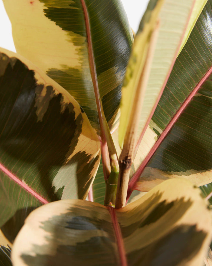Tineke Rubber Tree Plant featuring a close-up detail view focusing on the upper stem and new growth point, showcasing the creamy-yellow margins and prominent pink veins of its variegated oval leaves, set against a clean white background.