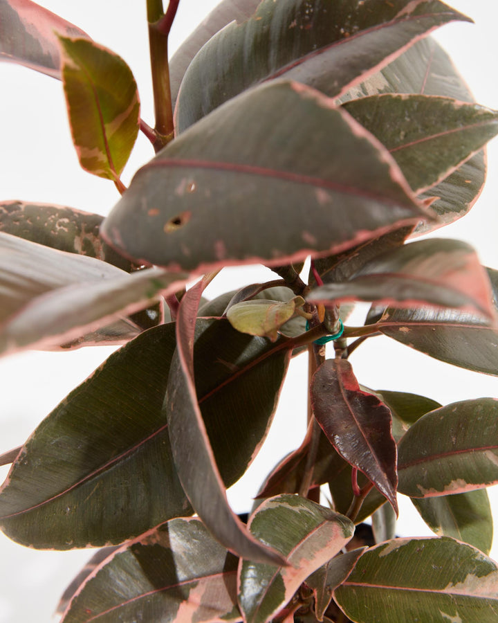 Ruby Rubber Tree Plant featuring a close-up detail view focusing on its dense foliage of thick, oval leaves with deep green centers and vibrant pinkish-red margins, clustered tightly along a central stem supported by a subtle green tie, set against a clean white background.