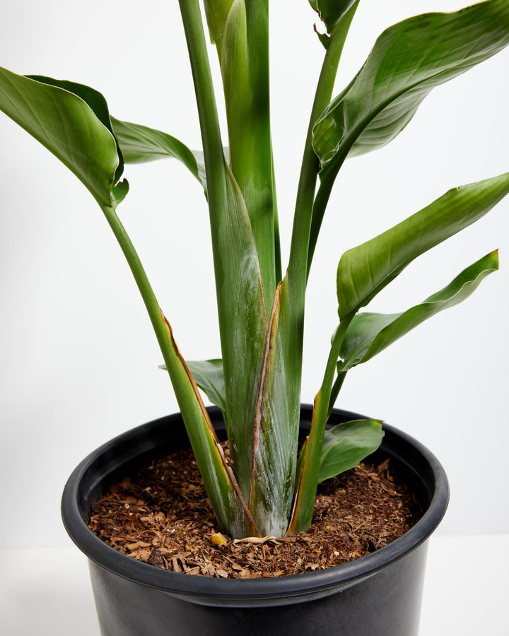 Close-up of the thick central stems and base of a Giant Bird of Paradise plant in a black grower pot.