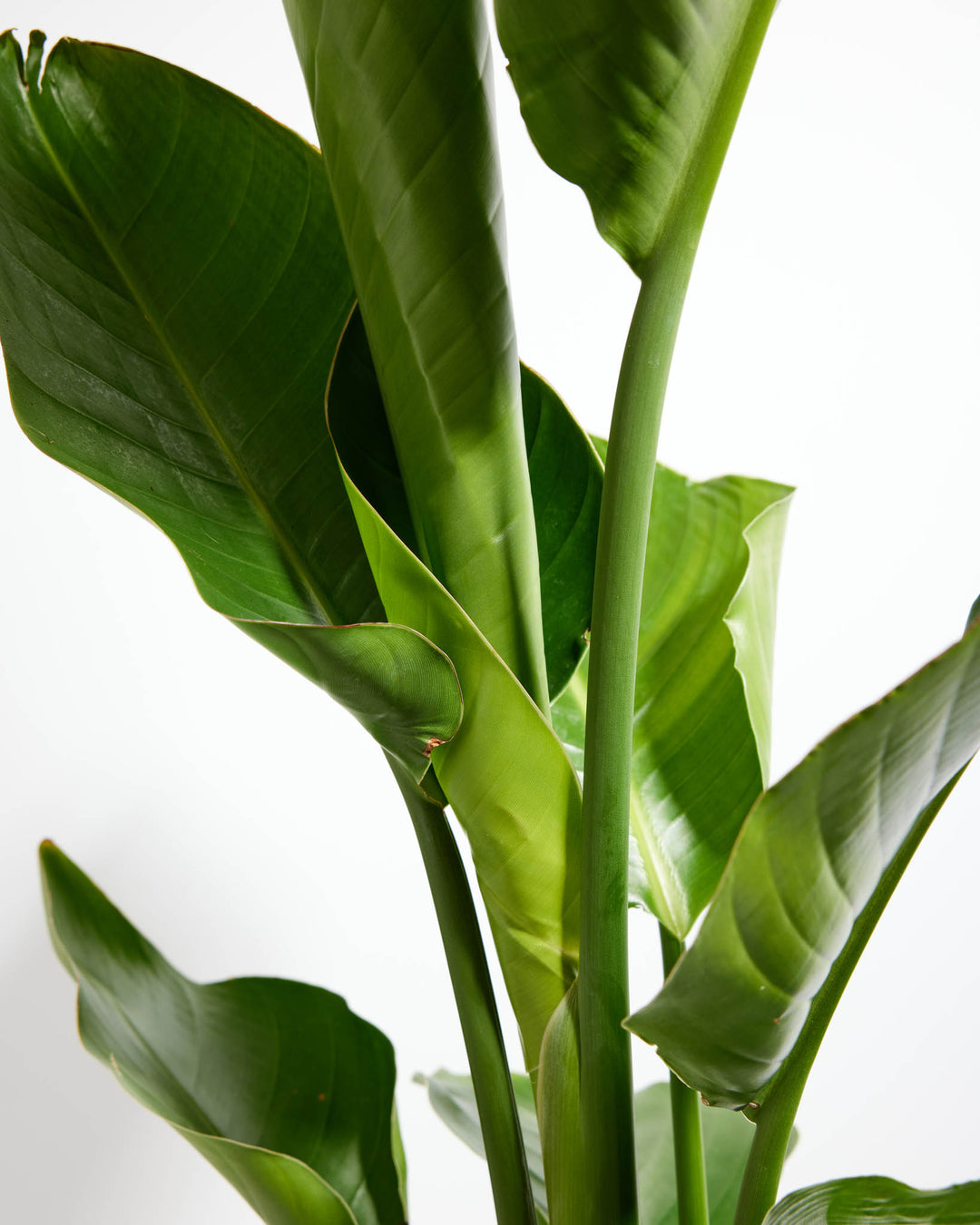 Close-up of large, overlapping green leaves and tall stems on a Giant Bird of Paradise plant.