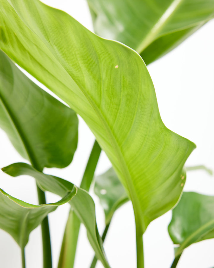 Bright green, wavy leaf texture on a young 6-inch Giant Bird of Paradise plant.