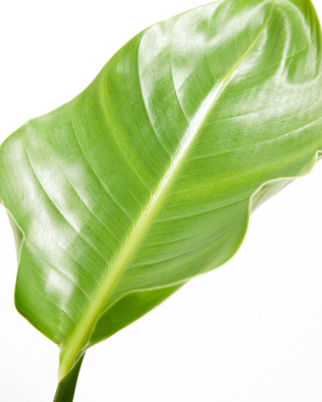 Close-up of a glossy green leaf on a 6-inch Giant Bird of Paradise plant.