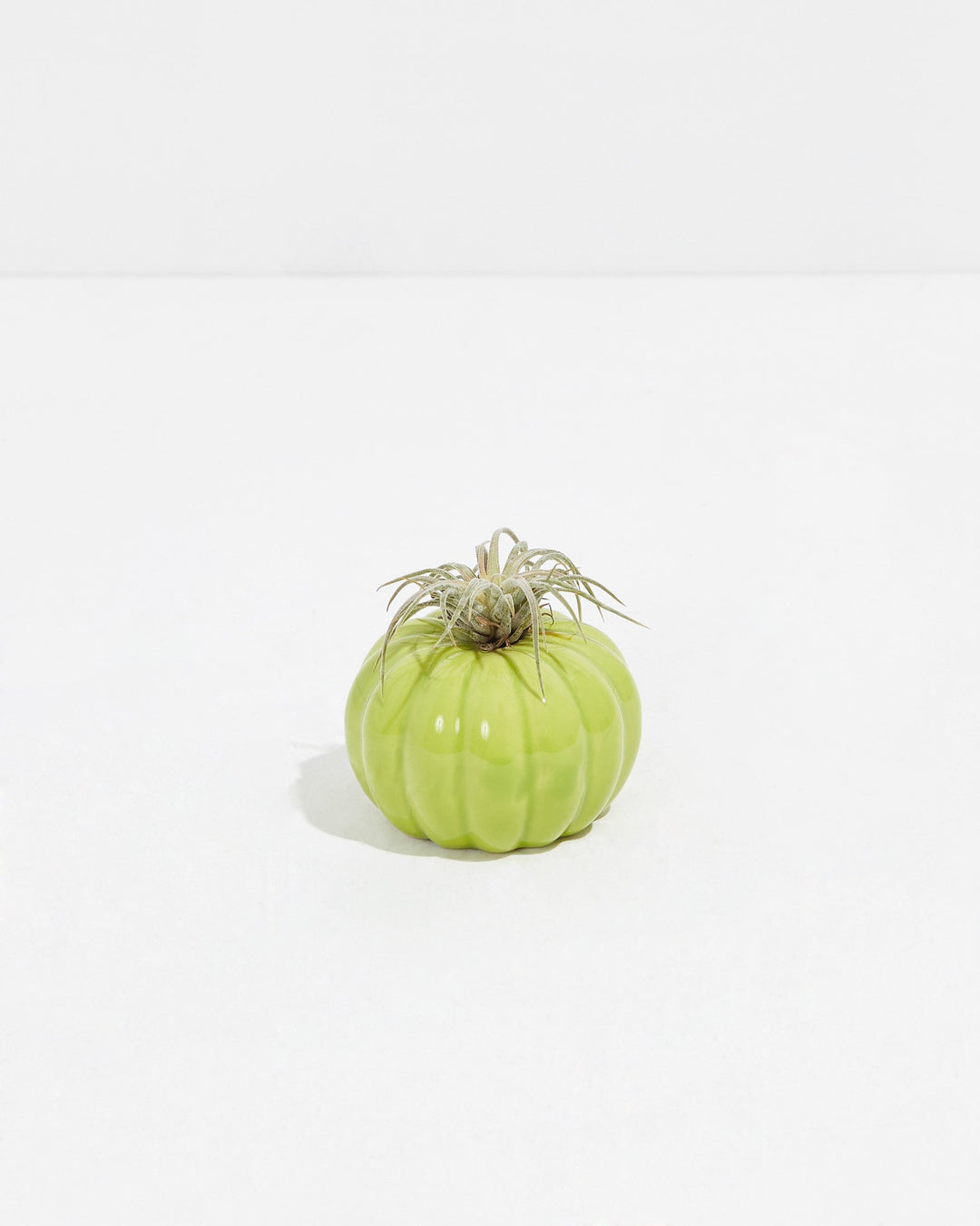 Chartreuse Pumpkin Air Plant - 40% Off, Lively Root, Plant, , , , 
