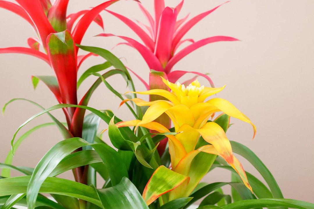 Guzmania Bromeliad Collection, Lively Root, Plant, , , , 