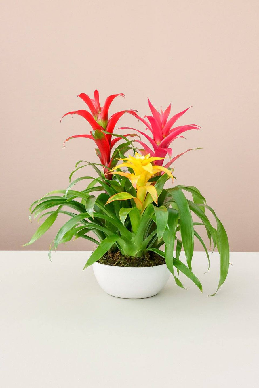 Guzmania Bromeliad Collection, Lively Root, Plant, Pot, White Ceramic Pot, , 