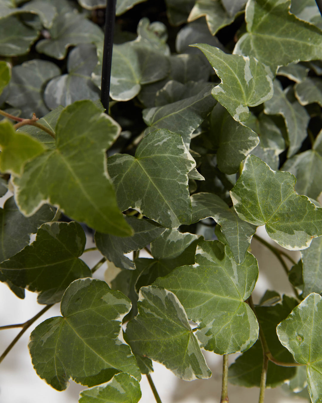 Macro detail of Hedera Glacier variegated English ivy displaying pronounced white and cream variegation against deep green leaf base with visible leaf venation; premium foliage detail of this trailing araceae houseplant.