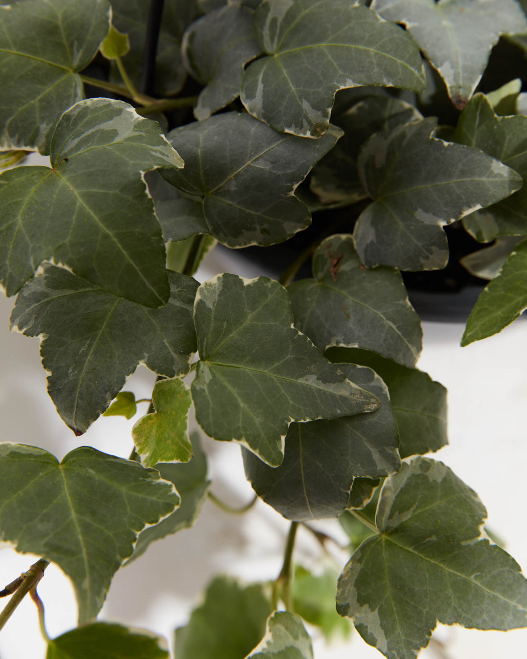 Close-up detail of 8-inch Hedera Glacier ivy leaves revealing silver-gray and deep green variegated coloration with ruffled leaf edges; mature specimen foliage showing the distinctive three-tone patterning of this variegated ivy houseplant variety.