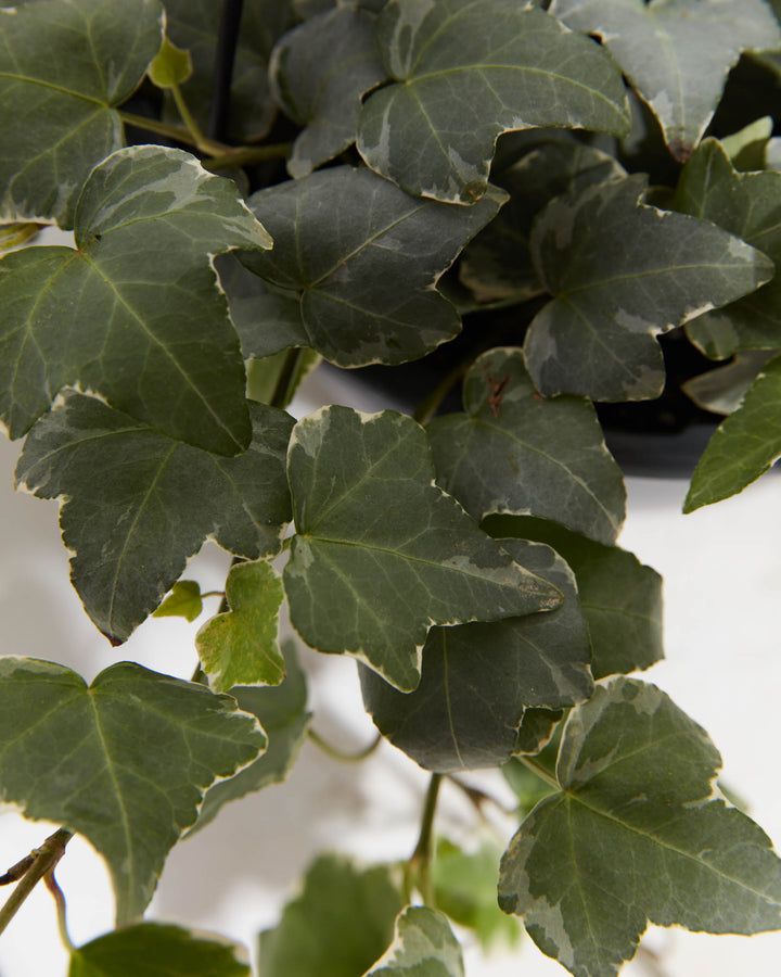 Close-up detail of 8-inch Hedera Glacier ivy leaves revealing silver-gray and deep green variegated coloration with ruffled leaf edges; mature specimen foliage showing the distinctive three-tone patterning of this variegated ivy houseplant variety.