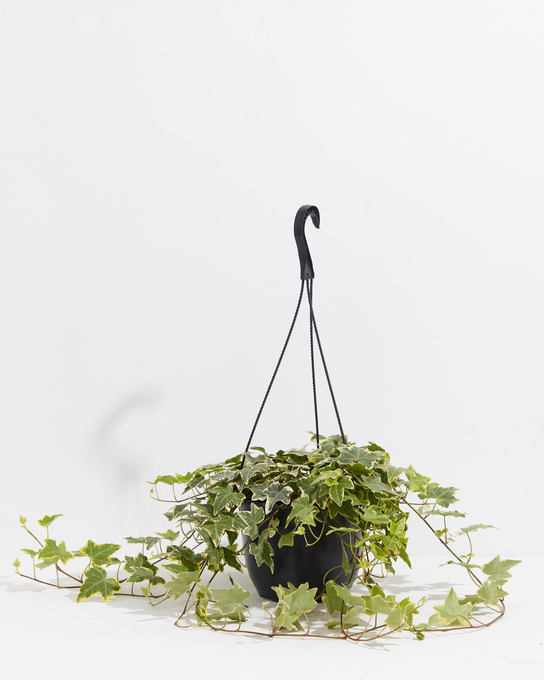 English Ivy Gold Child, Lively Root, Plant, Size, Large, , 