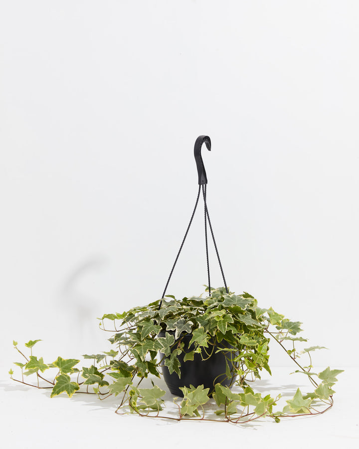 English Ivy Gold Child, Lively Root, Plant, Size, Large, , 