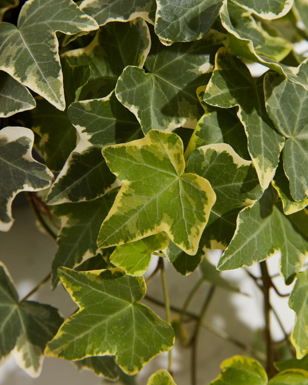 English Ivy Gold Child, Lively Root, Plant, , , , 