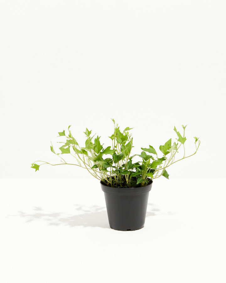 Hedera Ivy Needlepoint, Lively Root, Plant, Size, Small, , 