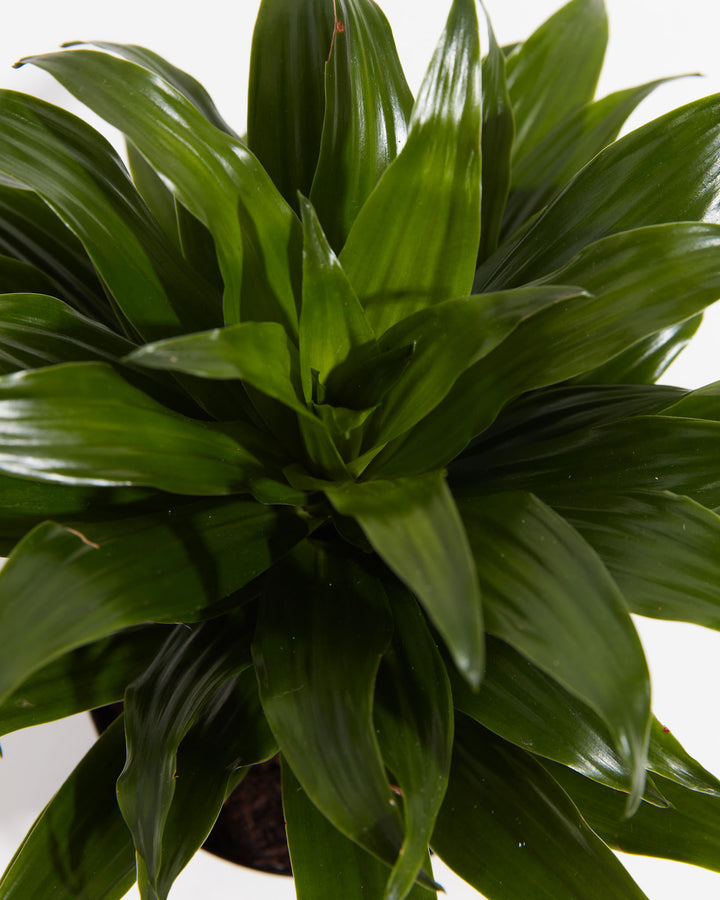 Janet Craig Dragon Plant (Dracaena), Lively Root, Plant, , , , 