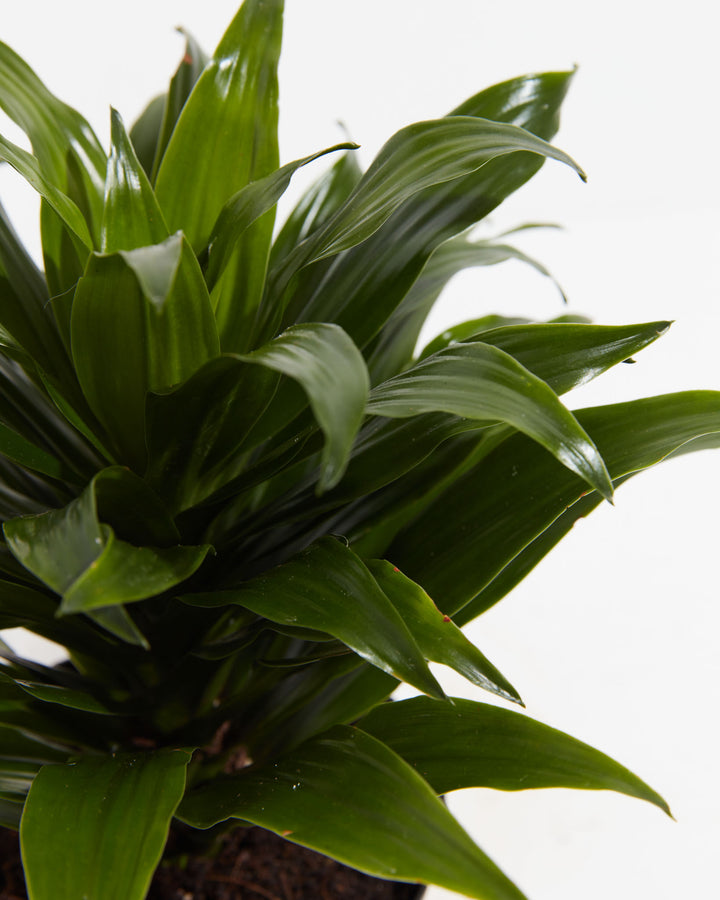 Janet Craig Dragon Plant (Dracaena), Lively Root, Plant, , , , 