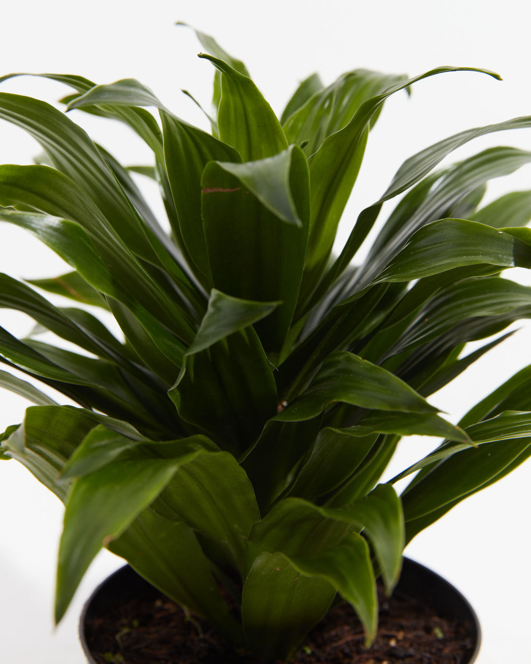 Janet Craig Dragon Plant (Dracaena), Lively Root, Plant, , , , 