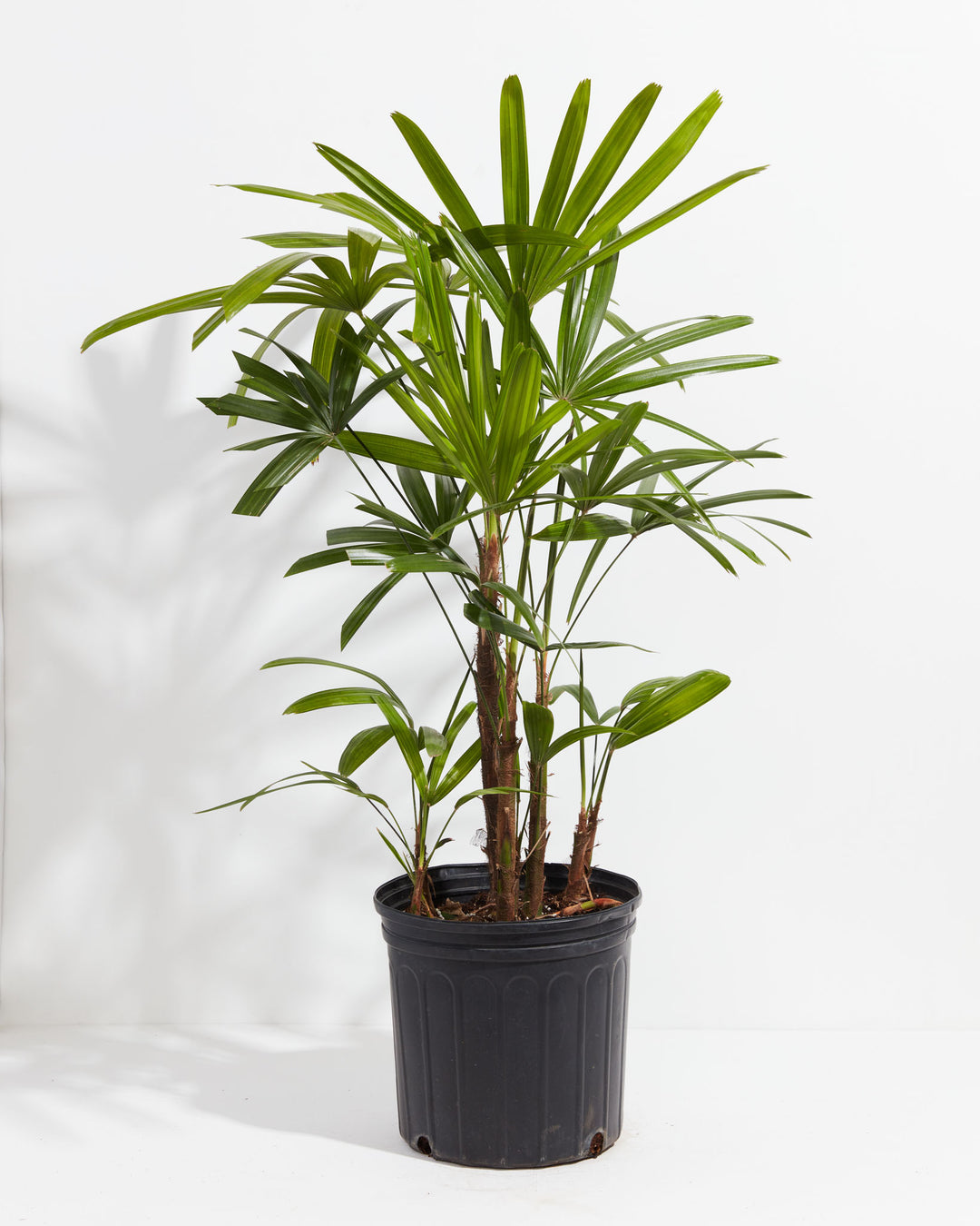 Large Lady Palm (Rhapis excelsa) in a black nursery grower pot with multiple fibrous brown cane stems topped with full fan-shaped bright green fronds on a white background