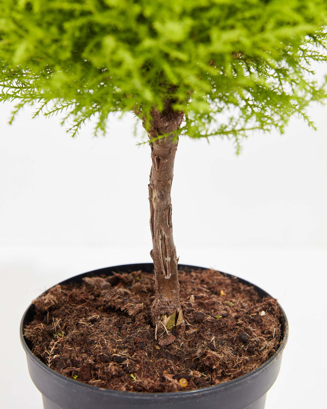 Lemon Cypress Topiary, Lively Root, Plant, , , , 