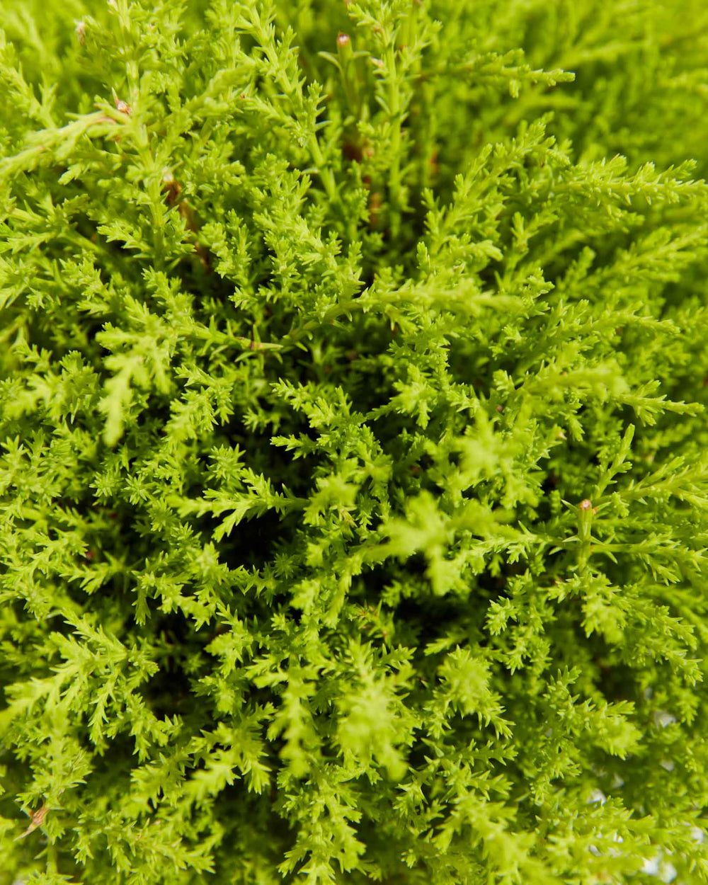 Lemon Cypress Topiary, Lively Root, Plant, , , , 