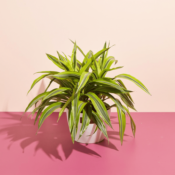 Animated sequence of a Dracaena Lemon Lime rotating in a white planter against a two-tone pink background, showcasing its vibrant, variegated foliage as part of the Not-So-Common Plant Subscription.