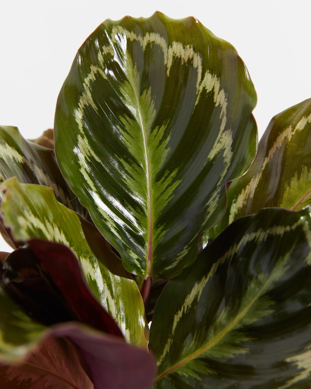Close-up view of the glossy, patterned leaves of a Calathea Medallion houseplant, featuring deep green foliage with silver-green brushstroke variegation and deep purple undersides.