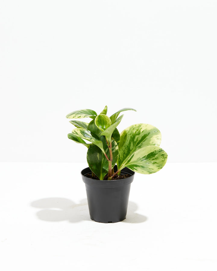 Peperomia Lemon Lime in woven seagrass basket with stainless steel watering can, 4-inch variegated houseplant, plant care and home styling setup