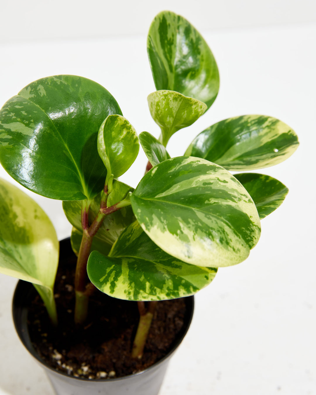 Peperomia Lemon Lime multi-leaf detail, bright lime-green and sage-green variegated oval foliage arrangement with burgundy stems, peperomia foliage macro