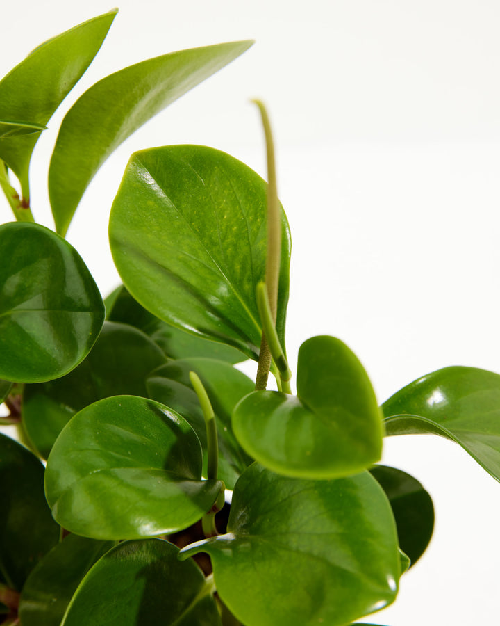 A close-up detail shot focusing on the upper foliage of a Baby Rubber Plant (Peperomia obtusifolia). The image captures its thick, smooth, vibrant green leaves and highlights a narrow, light green flower spike extending upward from the center of the plant against a crisp white background.
