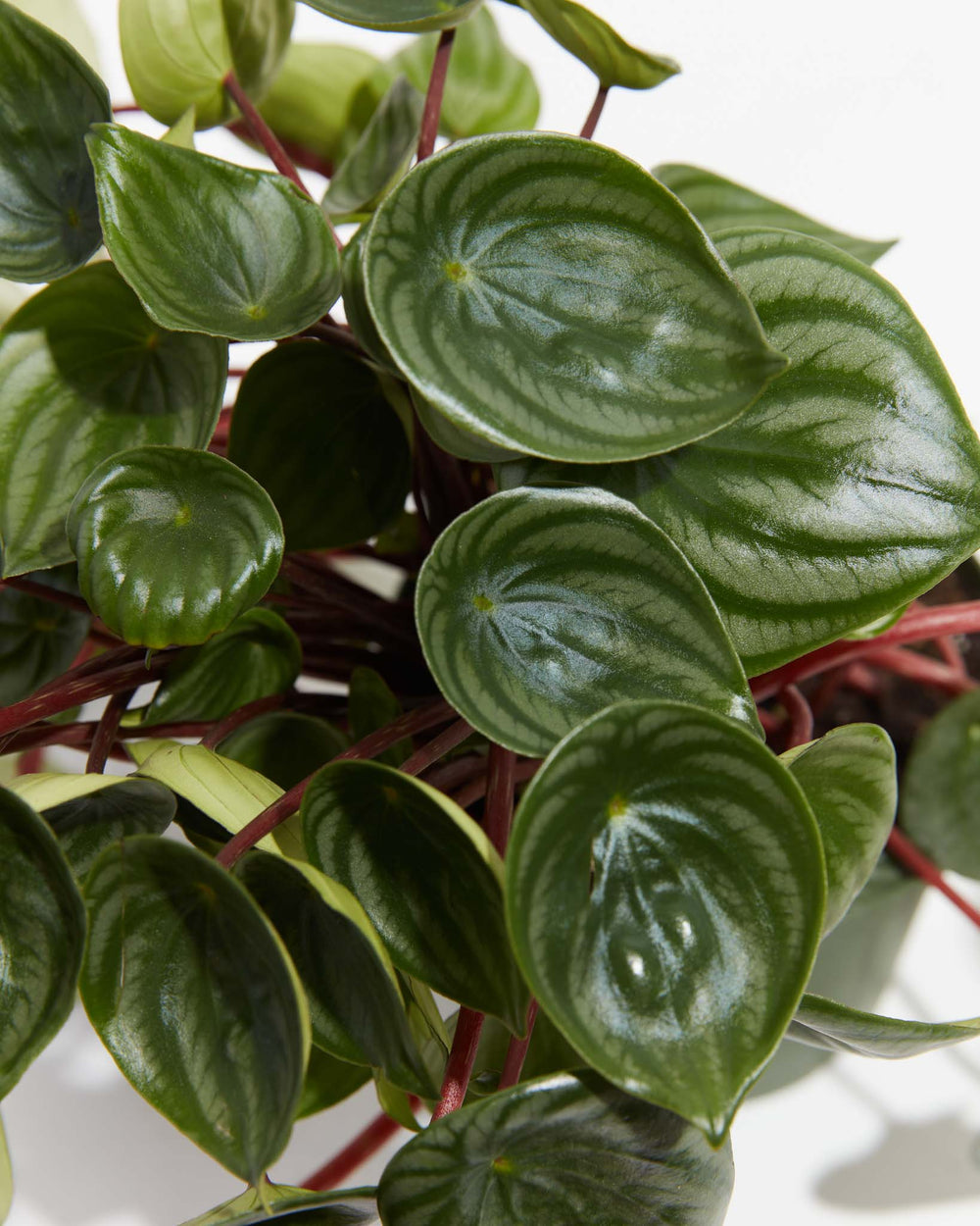 Watermelon Peperomia (Peperomia argyreia) close-up - Unique striped green and silver watermelon-pattern leaves, trendy easy care houseplant