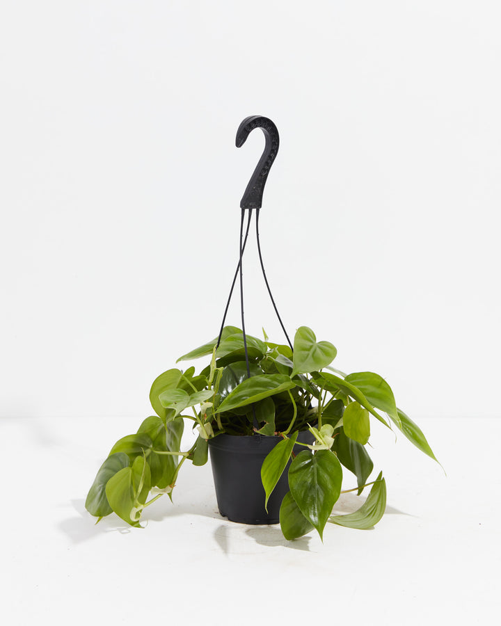Philodendron Cordatum (Heartleaf Philodendron) in a 6-inch black hanging grower pot with hook, featuring trailing vines of glossy bright green heart-shaped leaves cascading over the sides against a white studio background