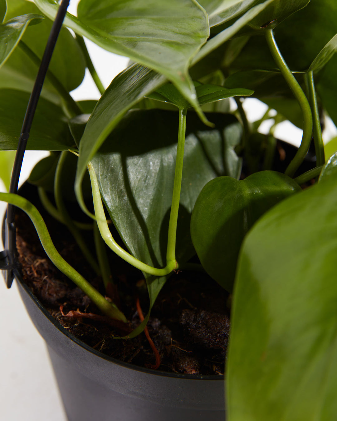 Close-up of Philodendron Cordatum base in a 6-inch black hanging grower pot, showing curling light green petioles, dark glossy heart-shaped leaves, and rich dark soil