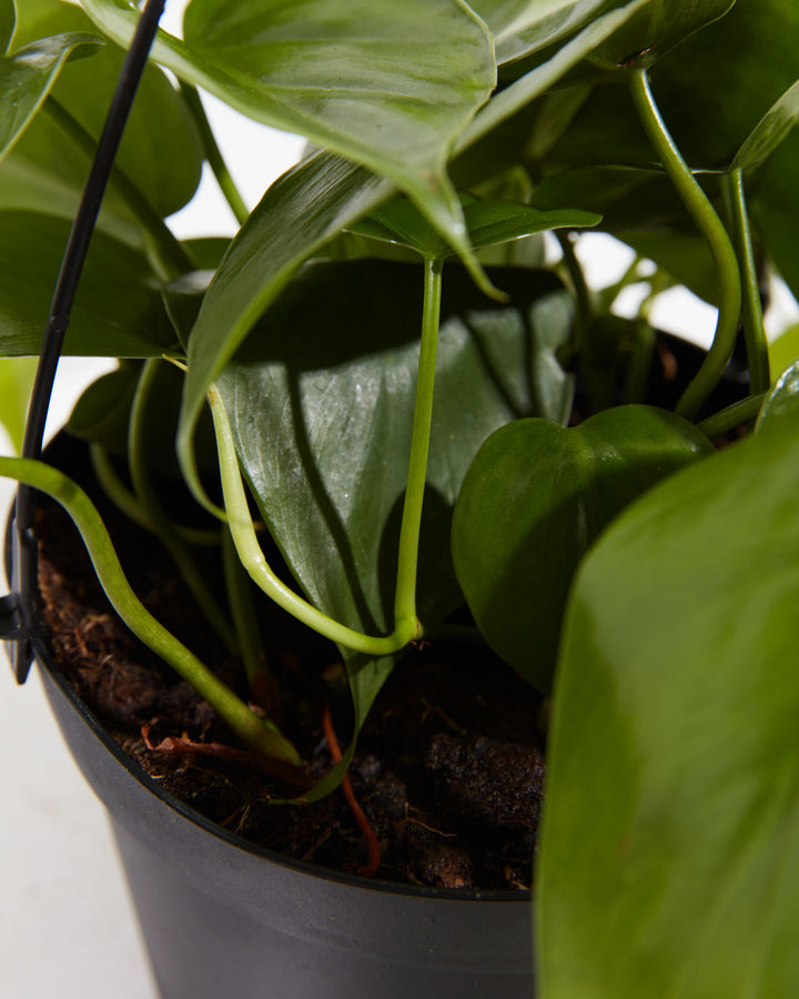 Close-up of Philodendron Cordatum base in a 6-inch black hanging grower pot, showing curling light green petioles, dark glossy heart-shaped leaves, and rich dark soil