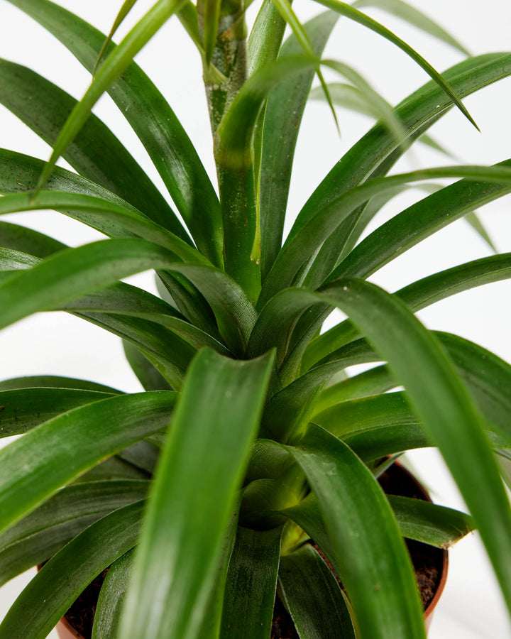 Pineapple Plant featuring a close-up detail view of its dense rosette of arching green leaves growing tightly around a thick central stalk, housed in a terracotta-colored plastic grower pot, set against a clean white background.