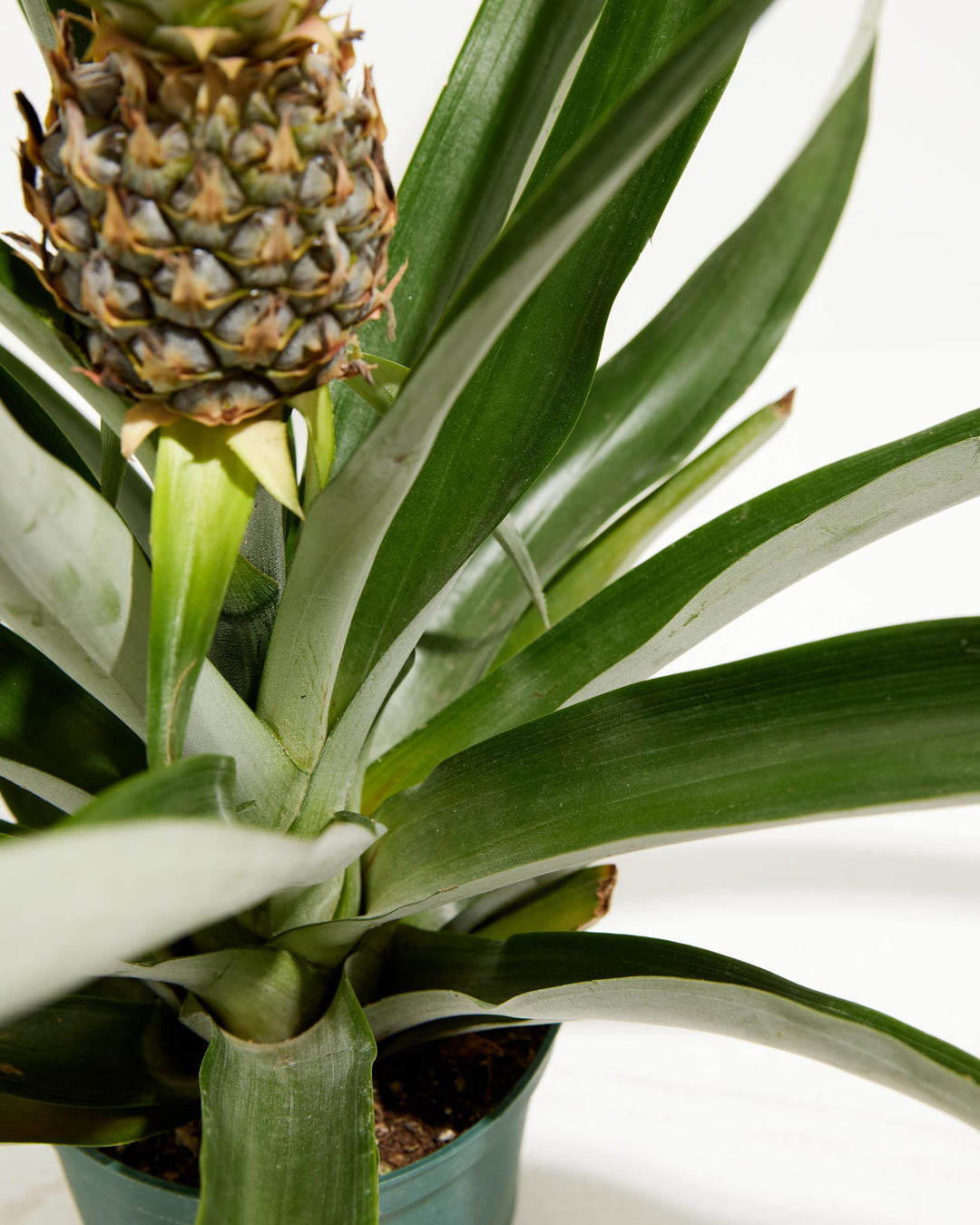 Pineapple Plant featuring a close-up detail view of the sturdy central stem and thick, spiky green leaves, showing a glimpse of the small green fruit above, housed in a simple green plastic grower pot, set against a clean white background.