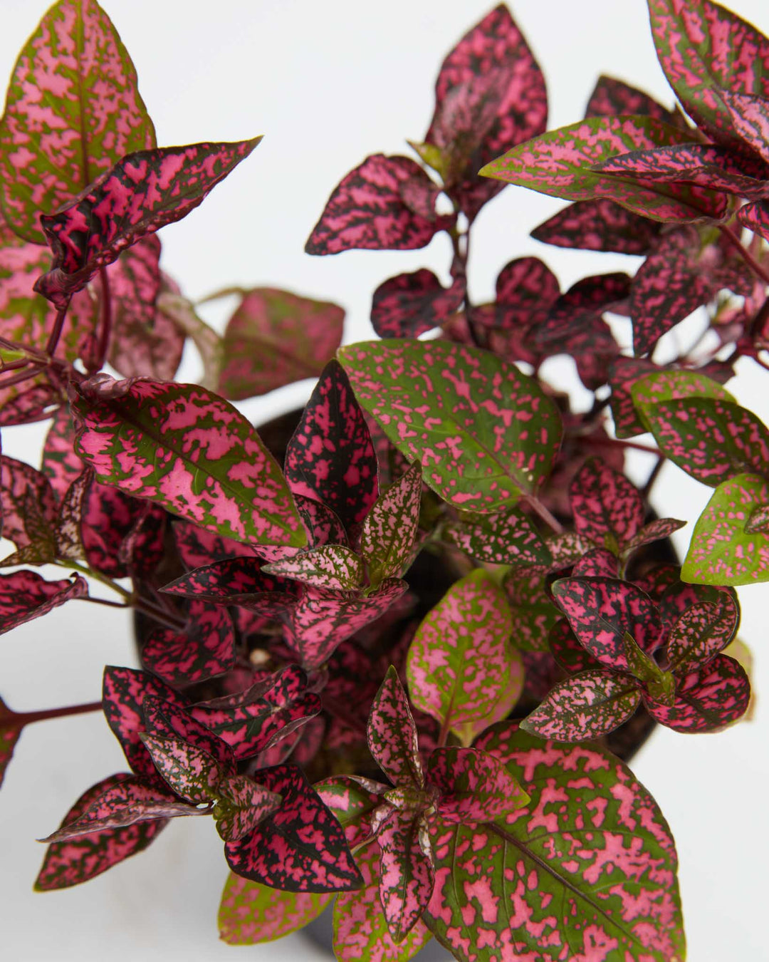 Top-down detail of Pink Polka Dot Plant foliage showcasing densely clustered pink and green variegated leaves.