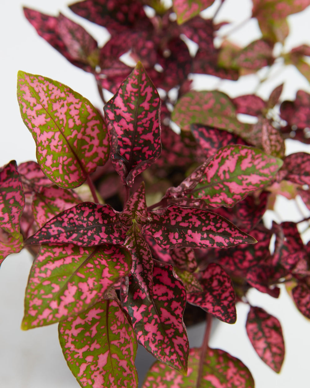 Close-up of Pink Polka Dot Plant leaves showing vibrant pink splotches and green veins.