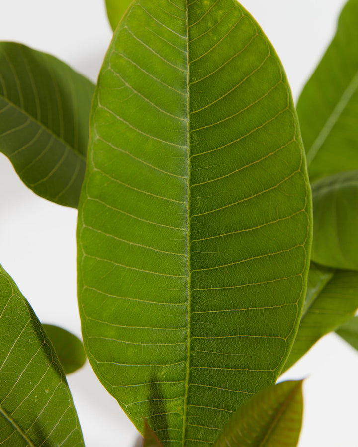Plumeria, Lively Root, Plant, , , , 