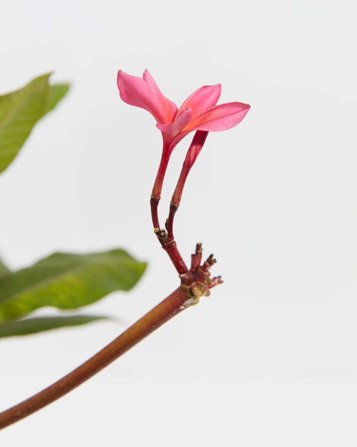 Plumeria, Lively Root, Plant, , , , 