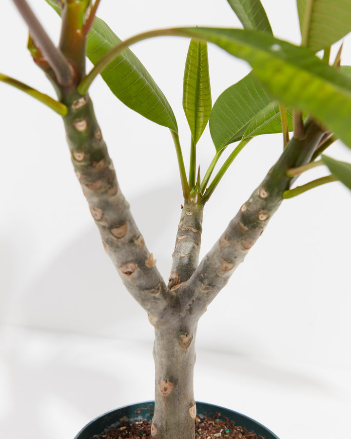 Plumeria, Lively Root, Plant, , , , 