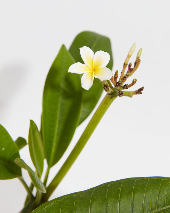 Plumeria, Lively Root, Plant, , , , 