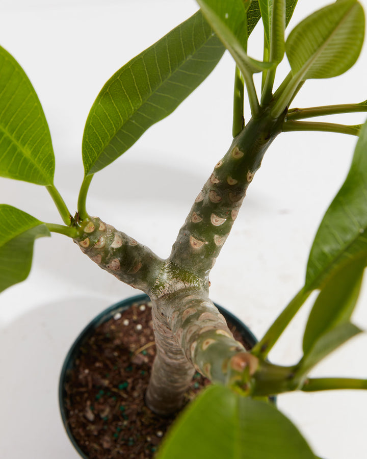 Plumeria, Lively Root, Plant, , , , 