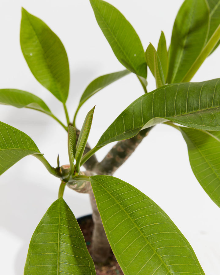 Plumeria, Lively Root, Plant, , , , 
