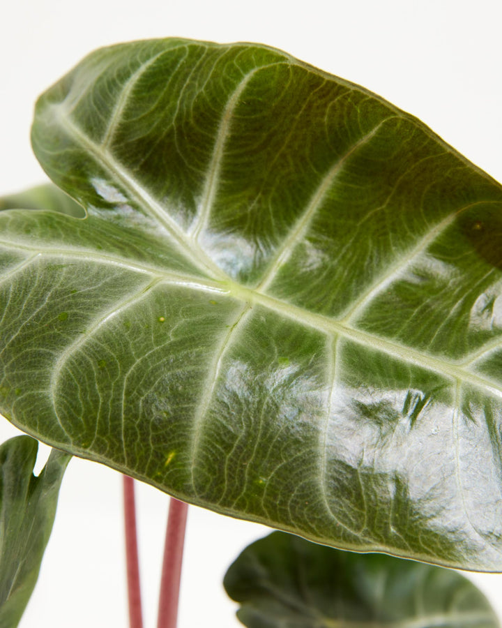 Pink Dragon Alocasia, Lively Root, Plant, , , , 
