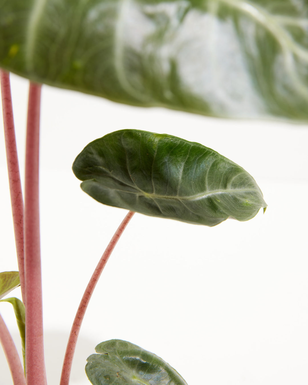 Pink Dragon Alocasia, Lively Root, Plant, , , , 