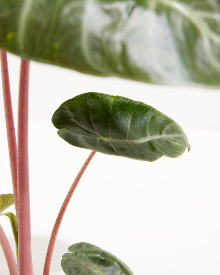 Pink Dragon Alocasia, Lively Root, Plant, , , , 
